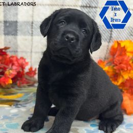Dark blue collar - Black male Labrador Retriever puppy in Beaverdam, Virginia from Riverside Sunset Labrador Retrievers