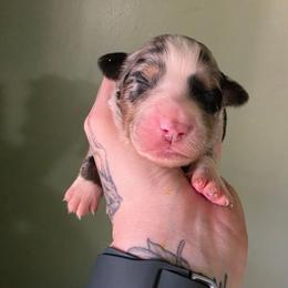Boy 4 - Blue merle male Australian Shepherd puppy in London, Kentucky from Kenmont Kennels