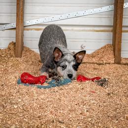 Blue collar - Blue speckled male Australian Cattle Dog puppy in Spokane, Washington from 4D Cattle Dogs