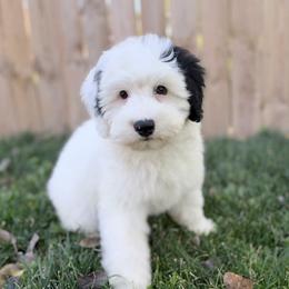 Snoopette - White female Bernedoodle puppy in Casper, Wyoming from 307 Doodles