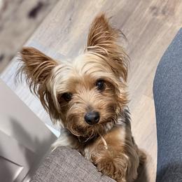 Cash - Yorkshire Terrier
