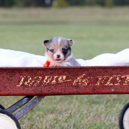 Girl 2 Orange Merle - Blue female Pembroke Welsh Corgi puppy in Ville Platte, Louisiana from Flat town corgis