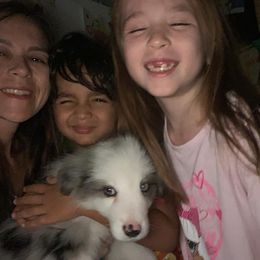 Border Collie Puppies from Cascade Sun Kennels