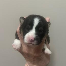 MO-M02 - Black and tan male Pembroke Welsh Corgi puppy in Stockton, Iowa from Infinity Corgis