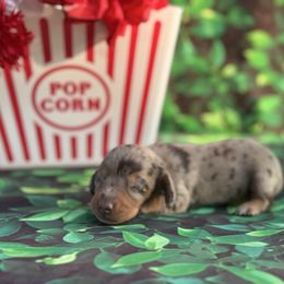 Rachel - Dapple female Dachshund puppy in Colbert, Oklahoma from Brooke Crenshaw