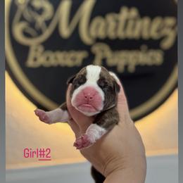 Girl 2 - Brindle female Boxer puppy in Orlando, Florida from Martinez AKC Boxers of Central Florida