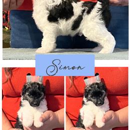Simon - Blue male Chinese Crested puppy in Brooksville, Florida from Ariella Standard Poodles & Chinese Cresteds