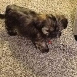 Yorkshire Terriers from Dee's Yorkies