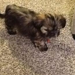 Yorkshire Terriers from Dee's Yorkies