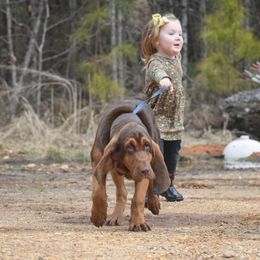 Bloodhound Puppies from Blue Collar Kennelz Bloodhounds and American Bullies