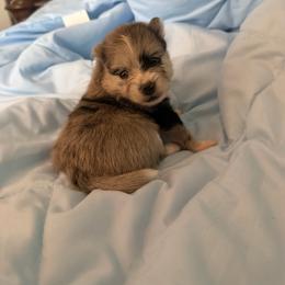 Girl 3 - female Pomeranian puppy in Wimauma, Florida from Bella's Babies