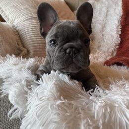 Freddy - Blue male French Bulldog puppy in Clever, Missouri from Crystals Bulldog Bungalow