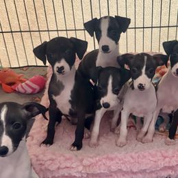 Italian Greyhounds from Integra Italian Greyhounds