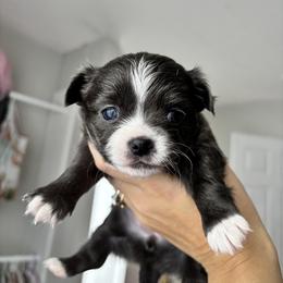 Blue girl - Blue and white female Chihuahua puppy in Smithville, Ohio from Efaw’s Chihuahuas