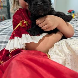 Addi - Black female Scottish Terrier puppy in De Lisle, Mississippi from Bellendaine Scotties