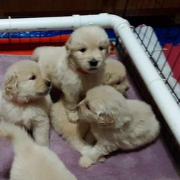 Golden Retriever Puppies from Falkinburg Goldens