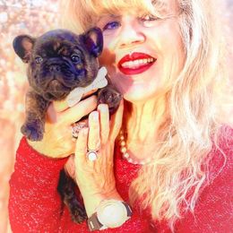 French Bulldog Puppies from Tra La French Bulldogs