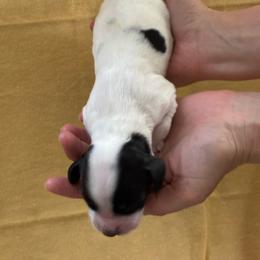 Oak - Black and white male English Springer Spaniel puppy in Fruita, Colorado from Maggie Mae’s Springer Spaniel Spot