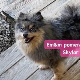Skylar - Pomeranian