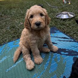 Goldendoodle Puppies from Dani’s Doodles