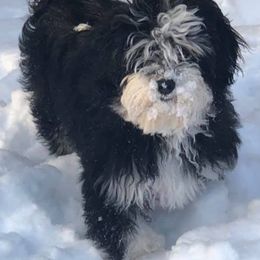 Golden Retrievers and Havanese from Starrdust Goldens and Havanese