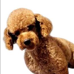 Red - Poodle