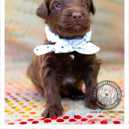 Mister Blue - Chocolate male Australian Labradoodle puppy in Wake Forest, North Carolina from Lucky Country Labradoodles