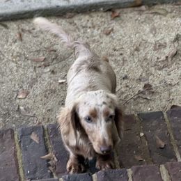 Dachshund All Grown Up from Baker's Farm Dachshunds