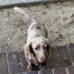Dachshund All Grown Up from Baker's Farm Dachshunds