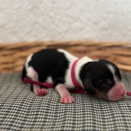 Ms. Hot Pink - Tri-color female Cavalier King Charles Spaniel puppy in Port Richey, Florida from Sunshine State Cavaliers
