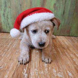 Red Collar - Pippin - Blue male Australian Cattle Dog puppy in Riverton, Utah from Rundown Ranch Cattle Dogs