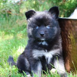 Zinnia - Black and white female Pomsky puppy in Missouri from Husky Hill Kennel