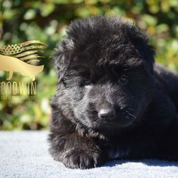 German Shepherd Puppies from Haus Godwin