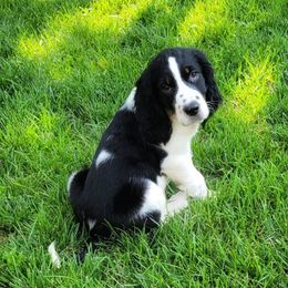 English Springer Spaniel Puppies from Hembree Creek Springers