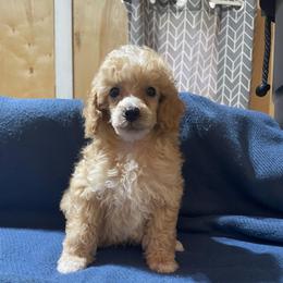 Corbin - Parti male Poodle puppy in Florence County, South Carolina from Modern Family Standards