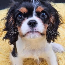 Cavalier King Charles Spaniels from Kalon Cavaliers