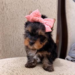 Minnie - Black and tan female Yorkshire Terrier puppy in Georgia from Nalley Kennels