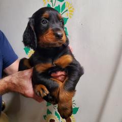 Girl 3 - Black and tan female Gordon Setter puppy in Milton, Florida from Katherine's Golden Retrievers, Gordon Setters, and English Setters