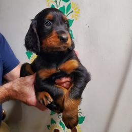 Girl 3 - Black and tan female Gordon Setter puppy in Milton, Florida from Katherine's Golden Retrievers, Gordon Setters, and English Setters