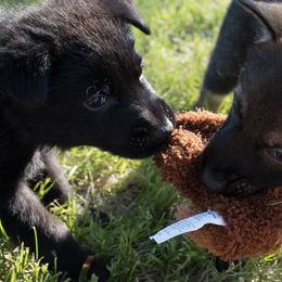 German Shepherd Puppies from Kruegerhaus German Shepherds