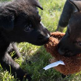 German Shepherd Puppies from Kruegerhaus German Shepherds