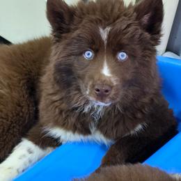 Fozzie Bear - Red and white female Siberian Husky puppy in East Tawas, Michigan from BurnsBerg's Woolies