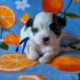 Rosie (Miss Peacock) - Blue Collar - Brown and white female Shichon puppy in Troy, Ohio from Ever After Tails
