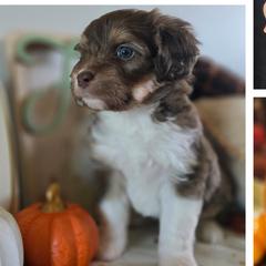 Aussiedoodles, Bordoodles, and Double Doodles from Ramirez Family Doodles