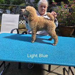 Light Blue - Apricot male Poodle puppy in Orting, Washington from Coplar Creek Standard Poodles