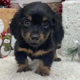 Dieter - Black and tan male Dachshund puppy in Industry, Illinois from KDKs Kennels