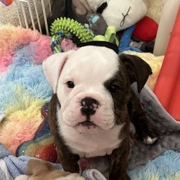 Girl 1 - Bulldog puppy in Fairfax, California from Marin Bulldogs