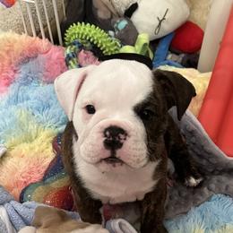 Girl 1 - Bulldog puppy in Fairfax, California from Marin Bulldogs