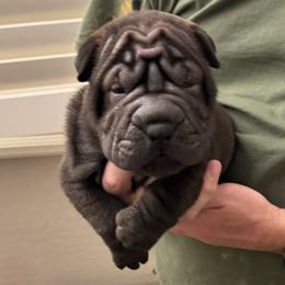 Puppy 5 - Black sable male Chinese Shar-Pei puppy in Cave Creek, Arizona from Center Stage Shar-pei