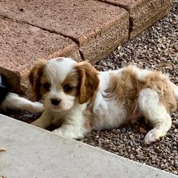 Cavalier King Charles Spaniel Puppies from Abbey Road Cavaliers